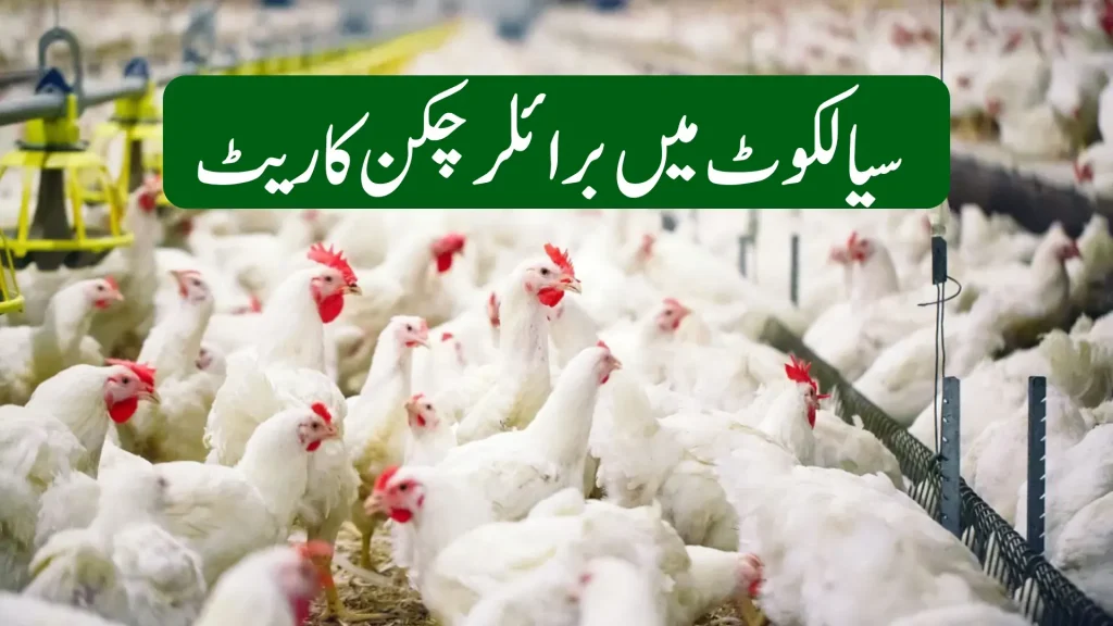 Broiler Chicken Sialkot