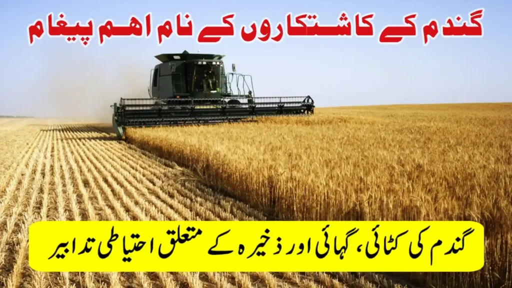 Wheat Harvesting in Pakistan Begins Essential Guidelines for Farmers