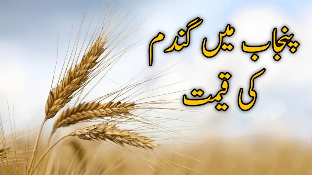 wheat-price-in-punjab